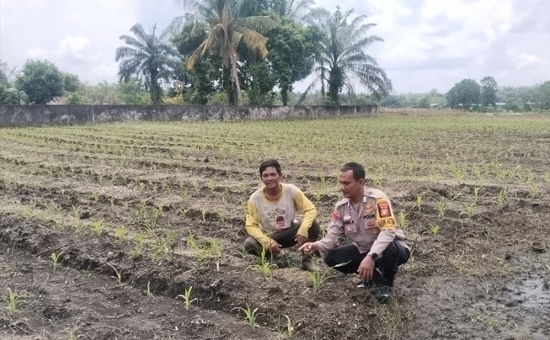 Bhabinkamtibmas Tapung Cek Langsung Tanaman Jagung Seluas 1 Hektare
