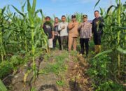 Kapolsek Tapung Bersama BPP dan Kepala Desa Tinjau Lahan Jagung, Produktivitas Panen Jadi Fokus