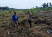 Bhabinkamtibmas Polsek Tapung Turun ke Lahan Dampingi Petani Rawat Jagung