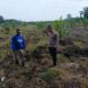 Bhabinkamtibmas Polsek Tapung Turun ke Lahan Dampingi Petani Rawat Jagung