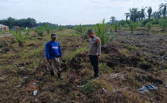 Bhabinkamtibmas Polsek Tapung Turun ke Lahan Dampingi Petani Rawat Jagung