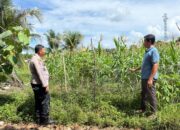 Polsek Tapung Pantau Pertumbuhan Jagung Pipil, Perkuat Swasembada dan Ketahanan Pangan