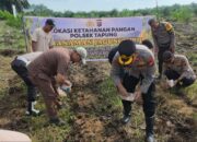 Polsek Tapung dan Kelompok Tani Tanam Jagung di Lahan Sawit 2 Hektare di Kampar