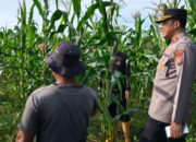 Kapolsek Tapung Monitoring Jagung Pipil Bersama Kades Sei Putih