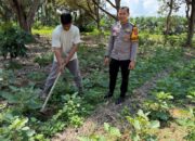 Ketahanan Pangan dan Kamtibmas Berjalan Beriringan, Polisi Sambang Kebun Warga di Tambang
