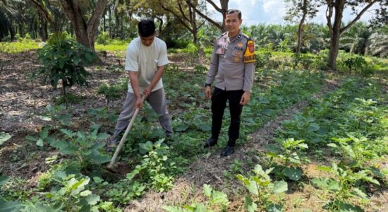 Ketahanan Pangan dan Kamtibmas Berjalan Beriringan, Polisi Sambang Kebun Warga di Tambang