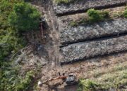 Polda Riau Selidiki Dugaan Perambahan 100 Hektare Hutan Mangrove di Rokan Hilir