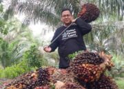 Harga TBS Kelapa Sawit Riau Kembali Naik Periode 8-14 Juli 2026