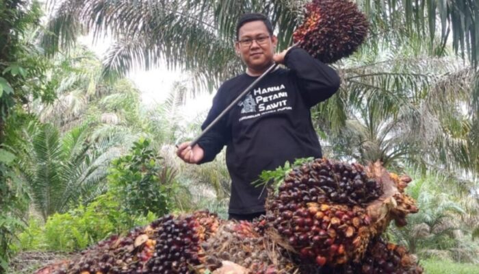 Harga TBS Kelapa Sawit Riau Kembali Naik Periode 8-14 Juli 2026