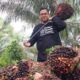 Kabar Gembira Petani! Harga TBS Kelapa Sawit Riau Kembali Naik Periode 8-14 Juli 2026