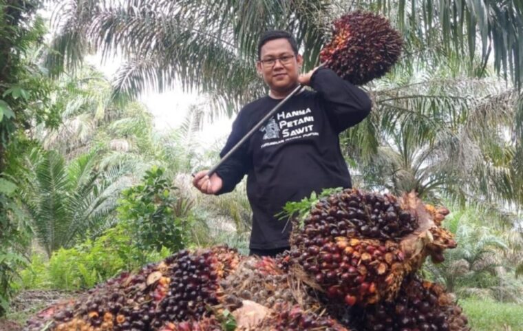 Kabar Gembira Petani! Harga TBS Kelapa Sawit Riau Kembali Naik Periode 8-14 Juli 2026