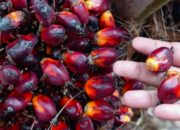 Petani Sumringah, Harga Kelapa Sawit Riau Naik Lagi per 1 Juli 2026