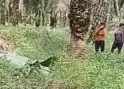 Geger! Pria yang Hilang 3 Hari Ditemukan Tak Bernyawa di Kebun Sawit Pelalawan