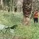 Geger! Pria yang Hilang Tiga Hari Ditemukan Tak Bernyawa di Kebun PT Serikat Putra Pelalawan