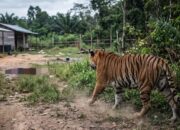 Bocah 12 Tahun Tewas Diterkam Harimau Sumatera di Pelalawan