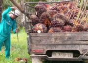 Petani Sawit Riau Soroti Laba Agrinas Palma Nusantara, Dinilai Tak Sejalan dengan Luas Kebun