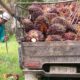 Petani Sawit Riau Soroti Laba Agrinas Palma Nusantara, Dinilai Tak Sejalan dengan Luas Kebun