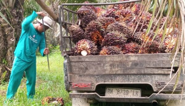 Petani Sawit Riau Soroti Laba Agrinas Palma Nusantara, Dinilai Tak Sejalan dengan Luas Kebun