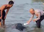 Geger! Mayat Pria Ditemukan Tersangkut di Sungai Rokan Ujung Batu