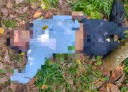 Dokter Magang RSUD Tengku Rafian Siak Ternyata Ditemukan Meninggal di Lahan Kosong