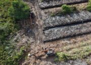 Hutan Mangrove Rohil Dirambah Hingga 100 Hektare, Polda Riau Langsung Turunkan Tim