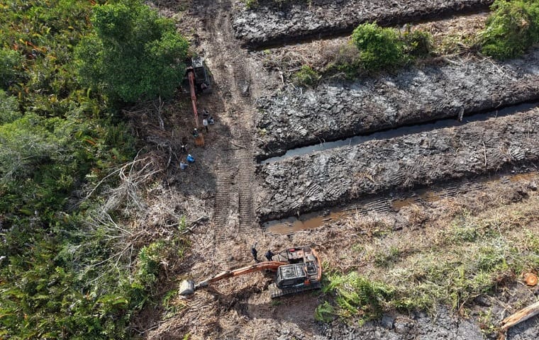 Hutan Mangrove Rohil Dirambah Hingga 100 Hektare, Polda Riau Langsung Turunkan Tim
