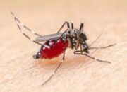 Puskesmas di Meranti Gencarkan Larvasidasi dan PSN 3M Plus