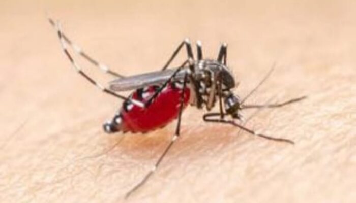 Puskesmas di Meranti Gencarkan Larvasidasi dan PSN 3M Plus