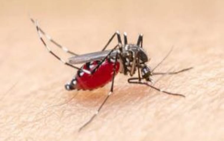 Puskesmas di Meranti Gencarkan Larvasidasi dan PSN 3M Plus