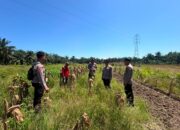 Kapolsek Batu Hampar Rokan Hilir Cek Lahan Jagung, Perkuat Ketahanan Pangan Nasional