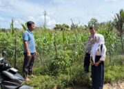 Bhabinkamtibmas Polsek Tapung Kawal Lahan Jagung, Perkuat Swasembada Pangan