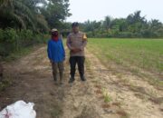 Polisi Turun ke Ladang, Polsek Tapung Kawal Jagung Petani