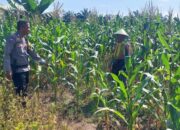 Bhabinkamtibmas Turun ke Lahan Jagung di Tapung Demi Swasembada Pangan