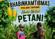 Polsek Tapung Kawal Swasembada Pangan, Bhabinkamtibmas Pantau Pertumbuhan Jagung