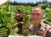 Bhabinkamtibmas Tapung Pantau Jagung Petani hingga Siap Panen