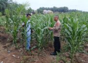 Harapan Swasembada Pangan Tumbuh di Hamparan Jagung Tapung
