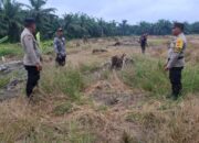 Kawal Lahan Jagung 2 Hektare, Polsek Batu Hampar Gaspol Dukung Swasembada Pangan