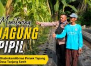 Bhabinkamtibmas Polsek Tapung Kawal Lahan Jagung Petani, Perkuat Swasembada Pangan dari Desa