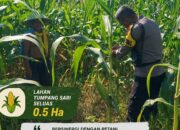 Bhabinkamtibmas Kawal Swasembada Pangan Hingga ke Lahan Petani di Tapung Kampar