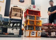 BKSDA Sumbar Gagalkan Perdagangan 225 Burung Liar, Satu Pelaku Ditangkap