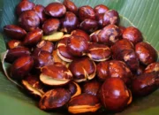 Jengkol Sumbar Tembus Pasar Jepang, Ekspornya Capai Ribuan Kilogram