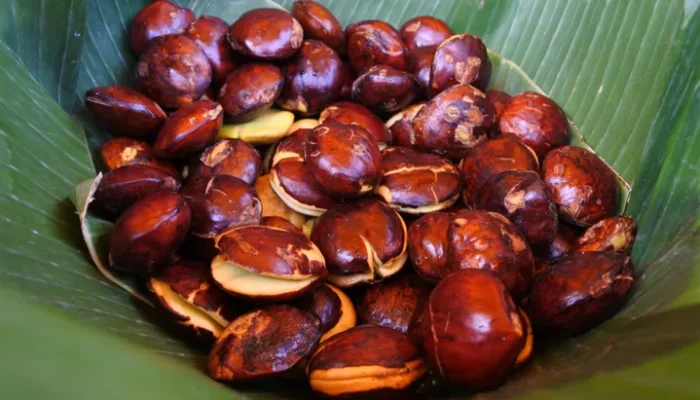 Jengkol Sumbar Tembus Pasar Jepang, Ekspornya Capai Ribuan Kilogram