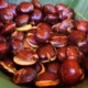 Jengkol
