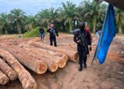 DPO Sejak 2024 Ditangkap, Polda Riau Tangkap Pemodal Perdagangan Kayu Ilegal