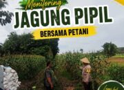 Polsek Tapung Turun ke Ladang, Jagung Menghijau Jadi Harapan Swasembada Pangan