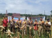 Panen 4 Ton Jagung di Tapung, Sinergi Polisi-Petani Perkuat Swasembada Pangan 2026