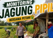 Bhabinkamtibmas Tapung Monitoring Jagung Petani, Perkuat Swasembada Pangan dari Desa