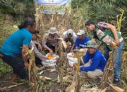 Panen 4 Ton Jagung di Tapung, Polri dan Petani Buktikan Swasembada Pangan Bukan Sekadar Slogan