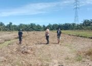 Bukan Sekadar Tanam, Polsek Batu Hampar Kawal Jagung 2 Hektare hingga Panen