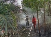 Api Mengamuk di Lahan Gambut Rimbo Panjang, Tim Gabungan Bergerak Cepat